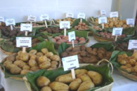 Guatemala-Kartoffelfest-San Marcos-2008
