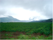 Guatemala, Quetzaltenango, Kartoffelanbau